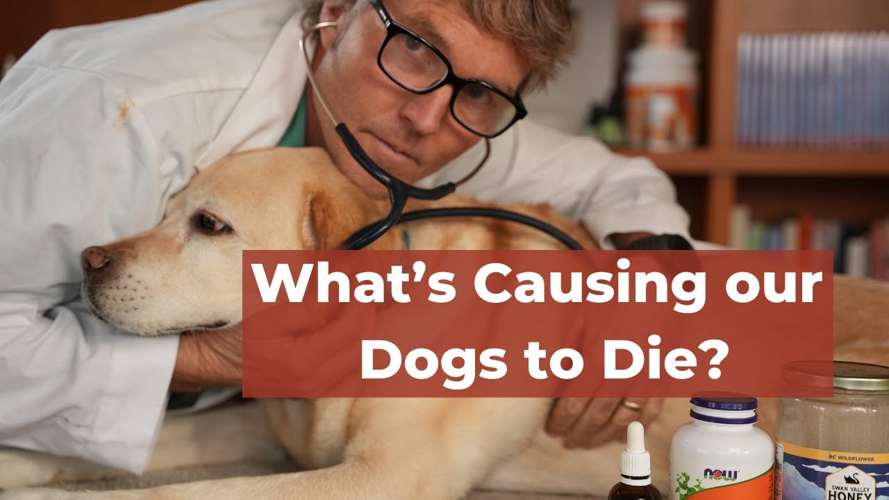 From Accidents to Illness: Top 10 Reasons Why Dogs Die and What You Can Do About It