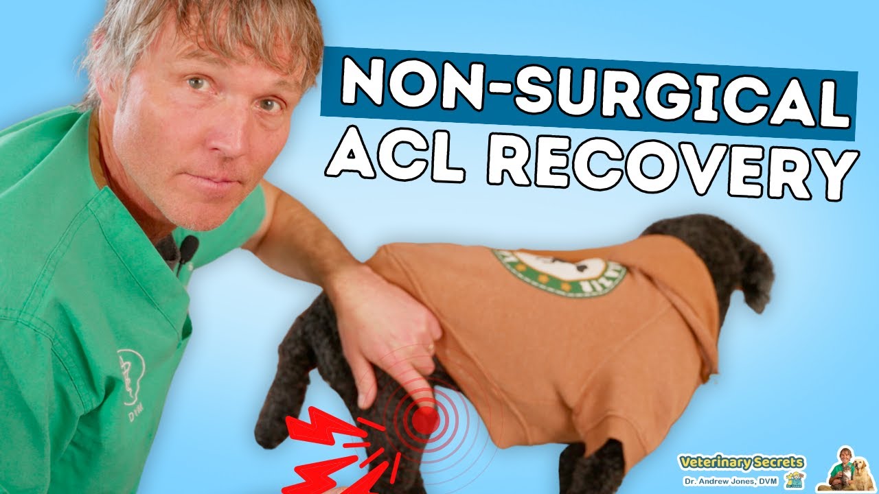 5 Steps to Healing Your Dog’s ACL Injury WITHOUT Surgery
