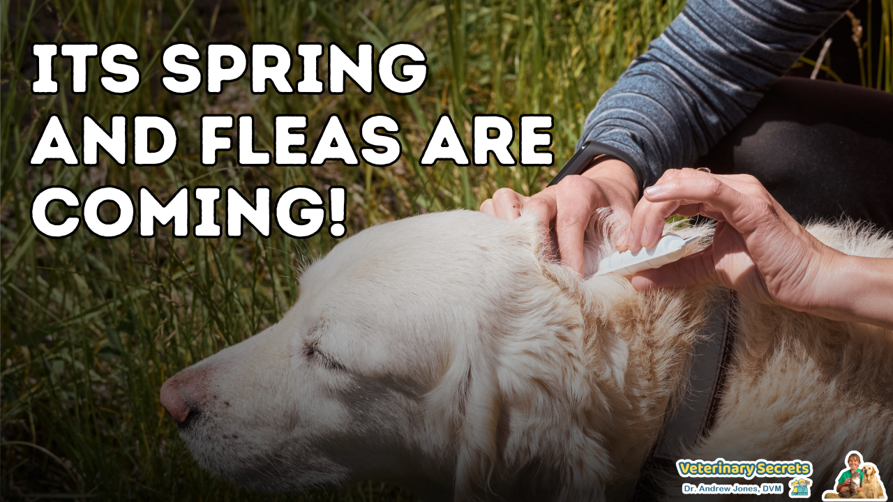 DIY Natural Flea Spray: Effective & Easy Recipe for Spring!