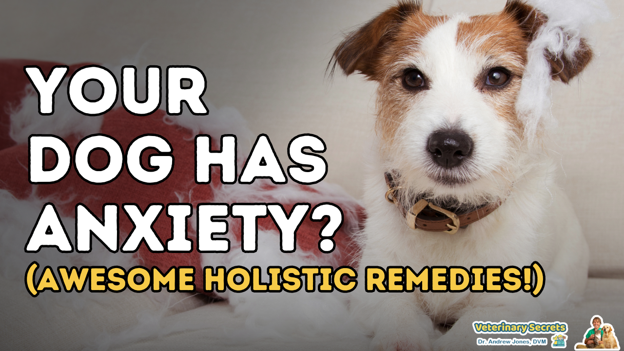 Tips for dog anxiety (Awesome holistic remedies!)