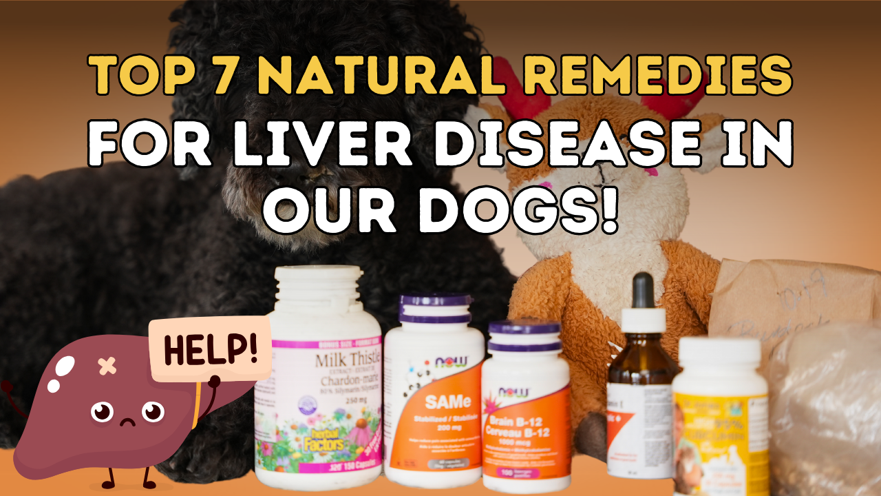My Top Seven Natural Remedies for Liver Disease in Our Dogs