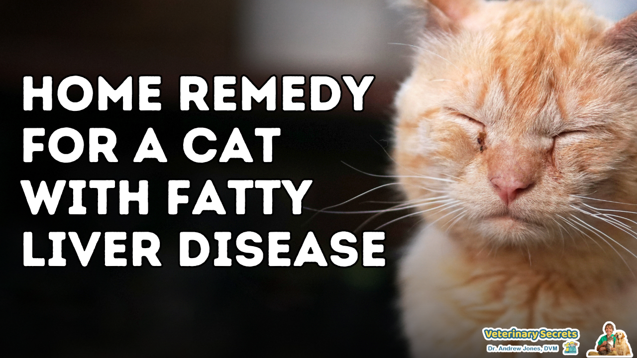 Effective Home Remedies for Feline Fatty Liver Disease | Prevention, Symptoms, and Treatments