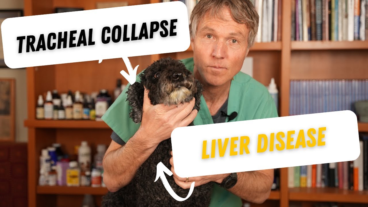 Dog Tracheal Collapse Linked to Liver Disease: Top Holistic Remedies