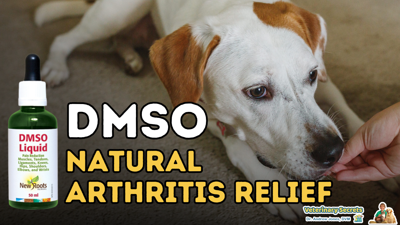 DMSO for Dogs and Cats: Natural Arthritis Relief and More