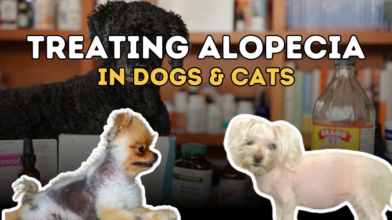 Why Your Dog or Cat is Losing Hair: Natural Remedies for Alopecia