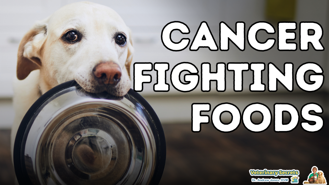 Cancer fighting human foods good for dogs!
