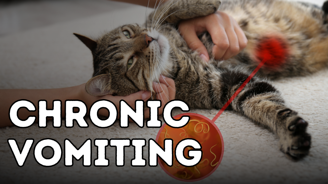 Stop Chronic Vomiting and Diarrhea: Dr. Jones’ Best Practices for IBD in Pets