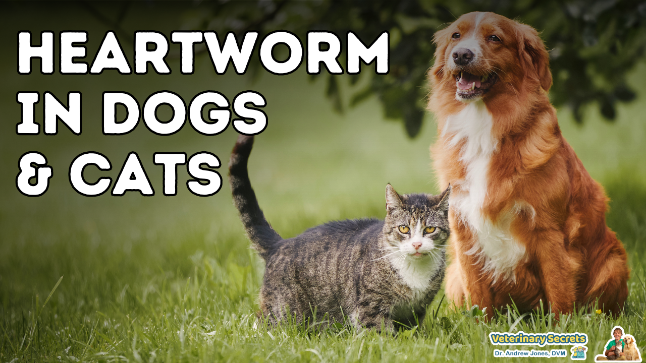 Natural Heartworm Prevention and Treatment Options for Dogs and Cats