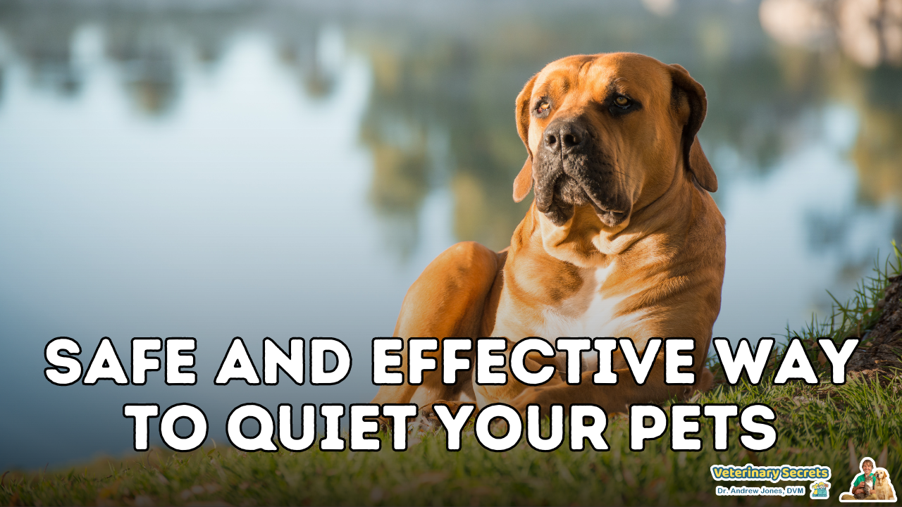 A Safe and Effective Way to Quiet Your Pets | Benefits of Melatonin in Pets