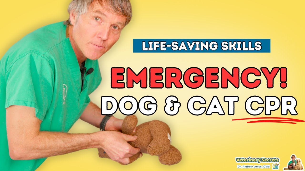 How to Perform CPR on Your Dog and Cat