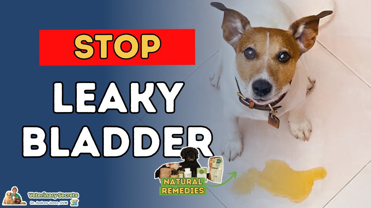 Is Your Dog or Cat Struggling with Bladder Control? Try These Holistic Remedie