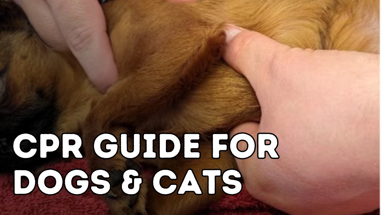 Save Your Dog’s Life: How to Perform CPR on Your Dog and Cat