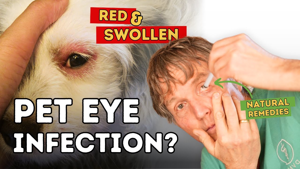 Top 7 Effective Home Remedies for Conjunctivitis in Pets