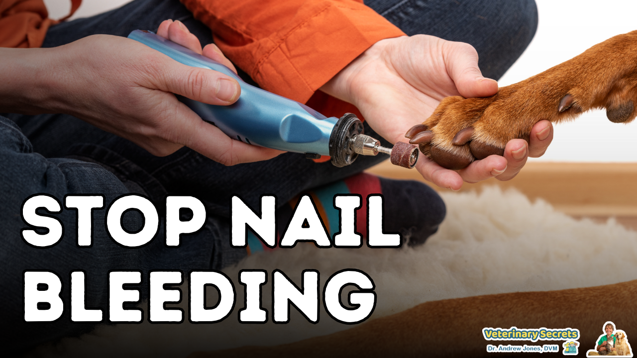 How to Stop Bleeding Quickly When You’ve Cut Your Pet’s Nail Too Short