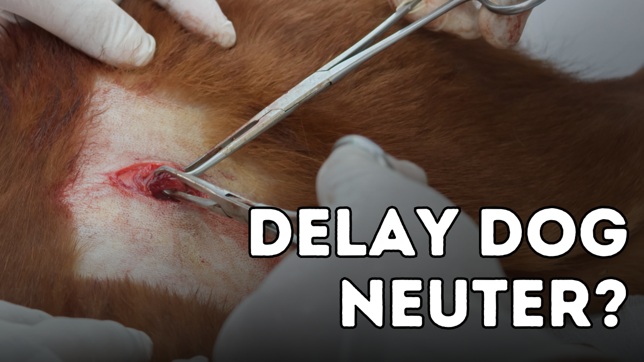 When Should You Spay or Neuter Your Dog?