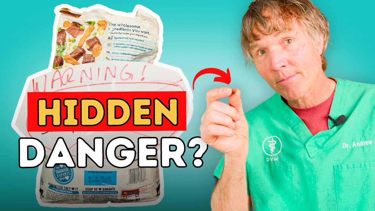 The Hidden Dangers of Dry Kibble What Every Dog Owner Should Know