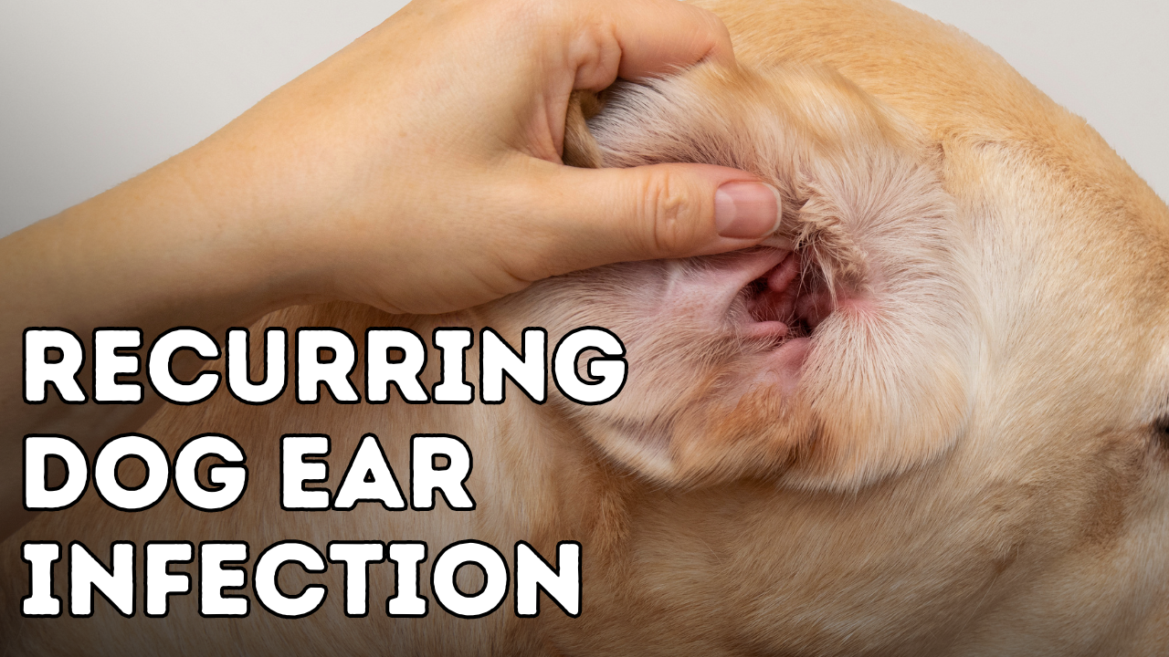 Recurring Dog Ear Infection Try This Veterinary Secrets With Dr 