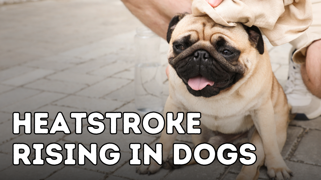 How to Protect Your Dog from Heatstroke This Summer
