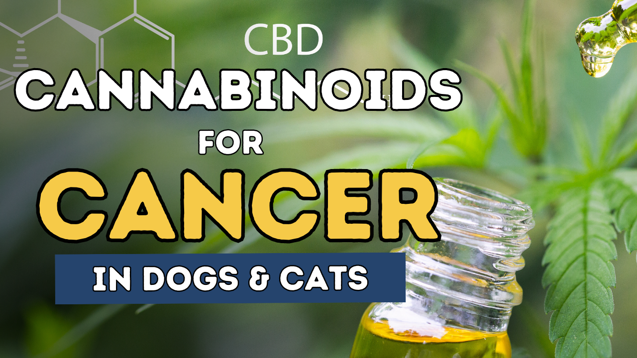 How Cannabinoids Are Changing Cancer Treatment in Dogs and Cats