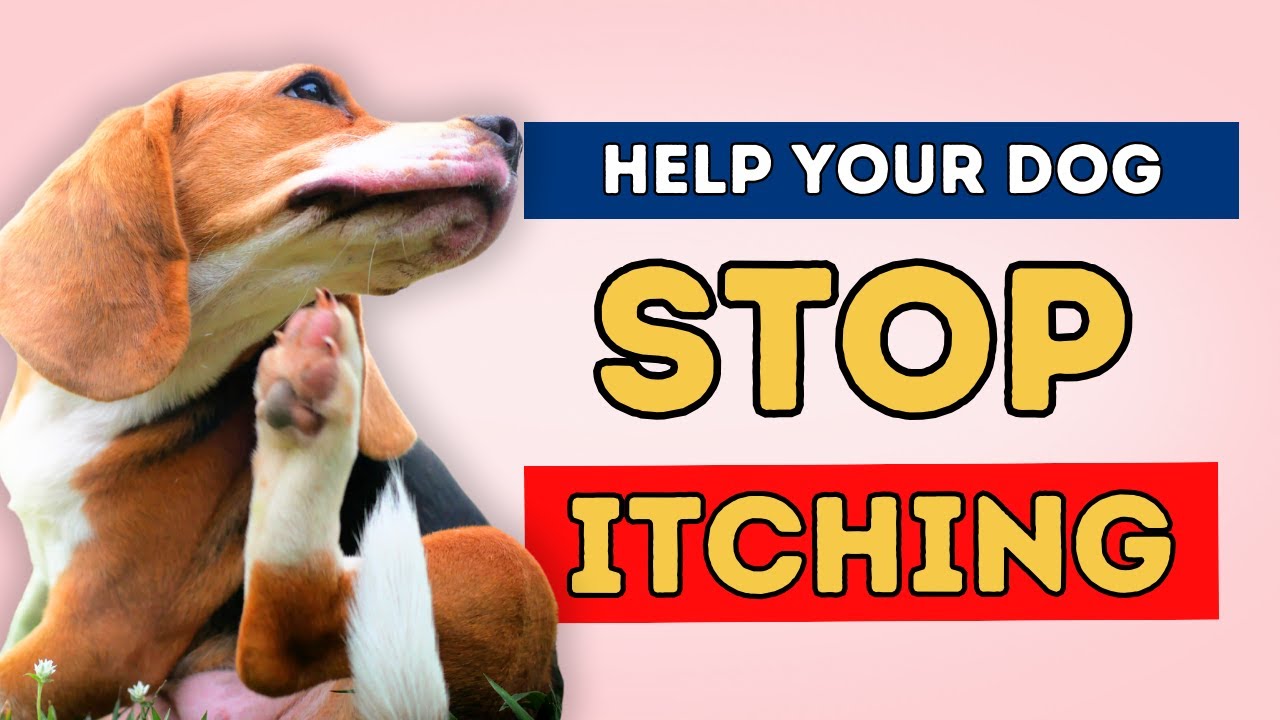 How to Stop Your Dog from Itching: 5 Instant Remedies for Itchy Dogs