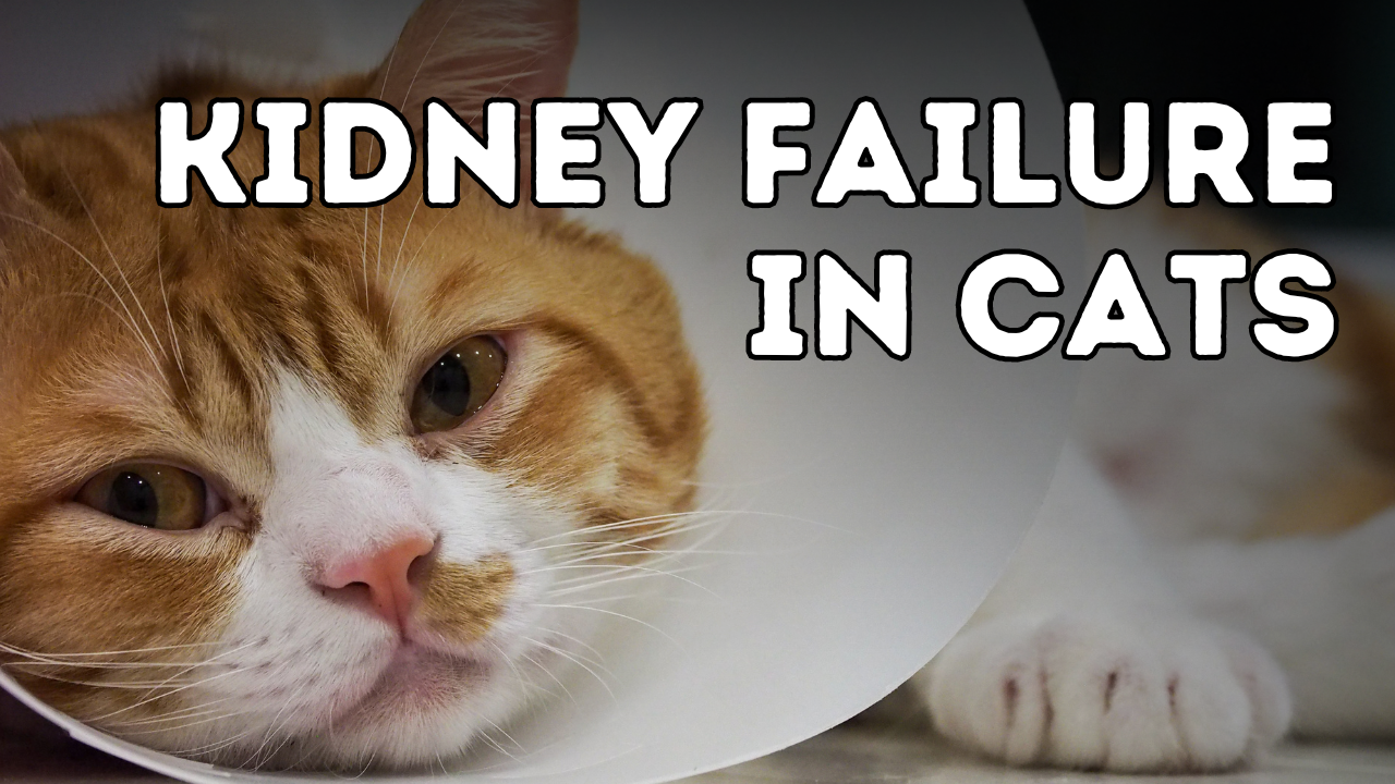 The Truth About Protein and Kidney Failure in Cats