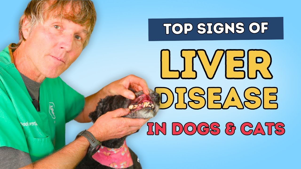 Signs of a Pet with Liver Disease: Top Holistic Remedies