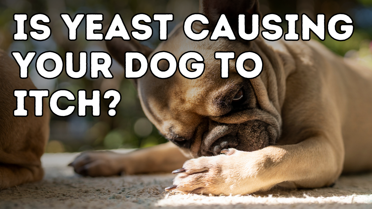 Is yeast causing your dog to itch?