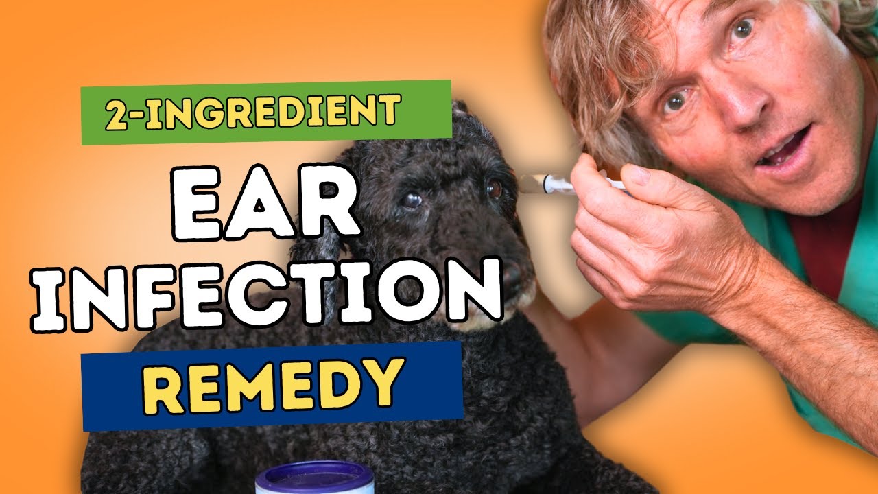 How To Treat Dog Ear Infections At Home A Simple Kitchen Recipe Veterinary Secrets With Dr How To Treat Dog Ear Infections At Home A Simple Kitchen Recipe Veterinary Secrets With Dr