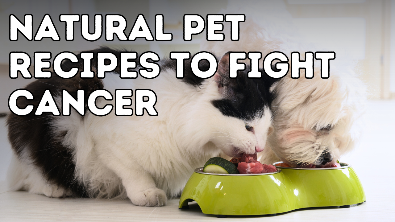 Top 5 Natural Recipes to Help Heal Pet Cancer