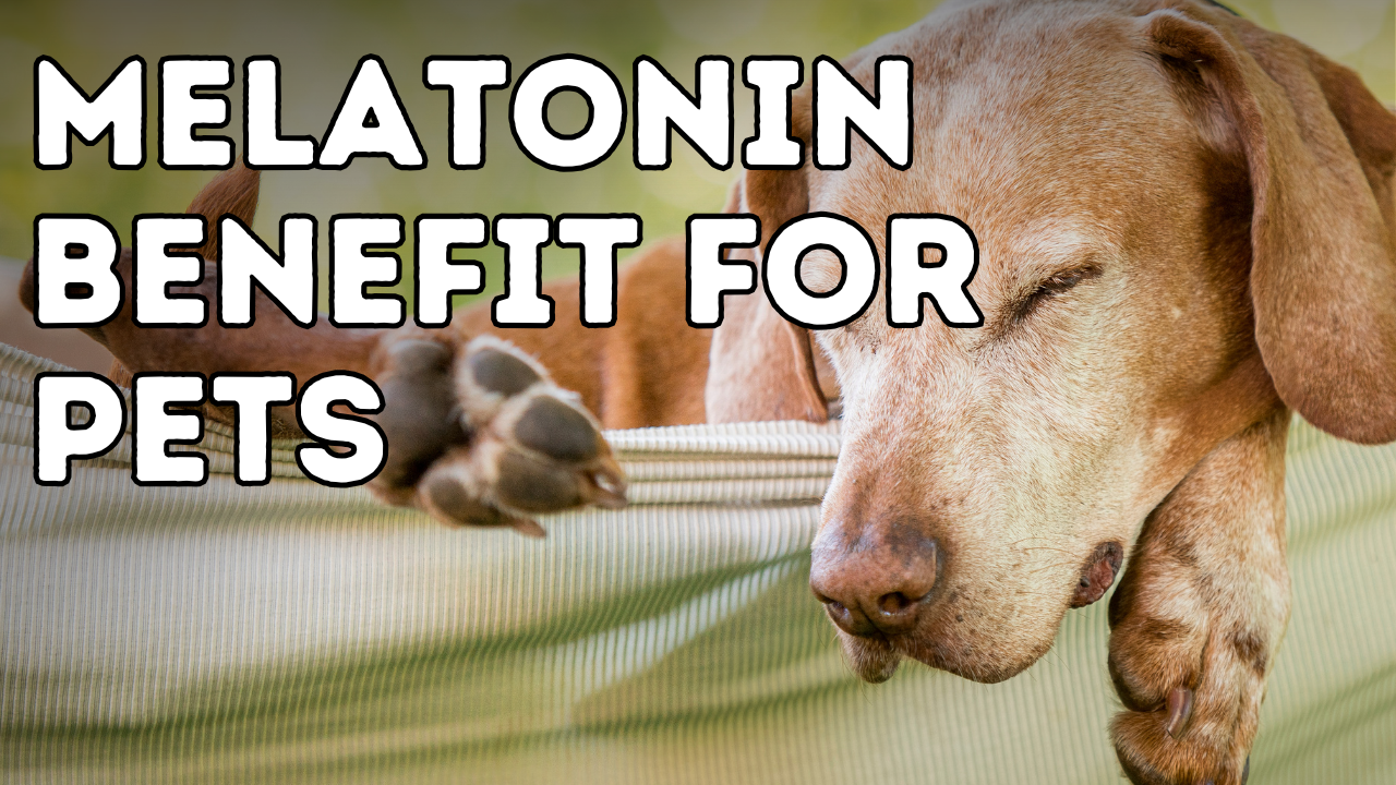 Why Melatonin is Beneficial for Cats and Dogs Veterinary Secrets with Dr. Andrew Jones DVM