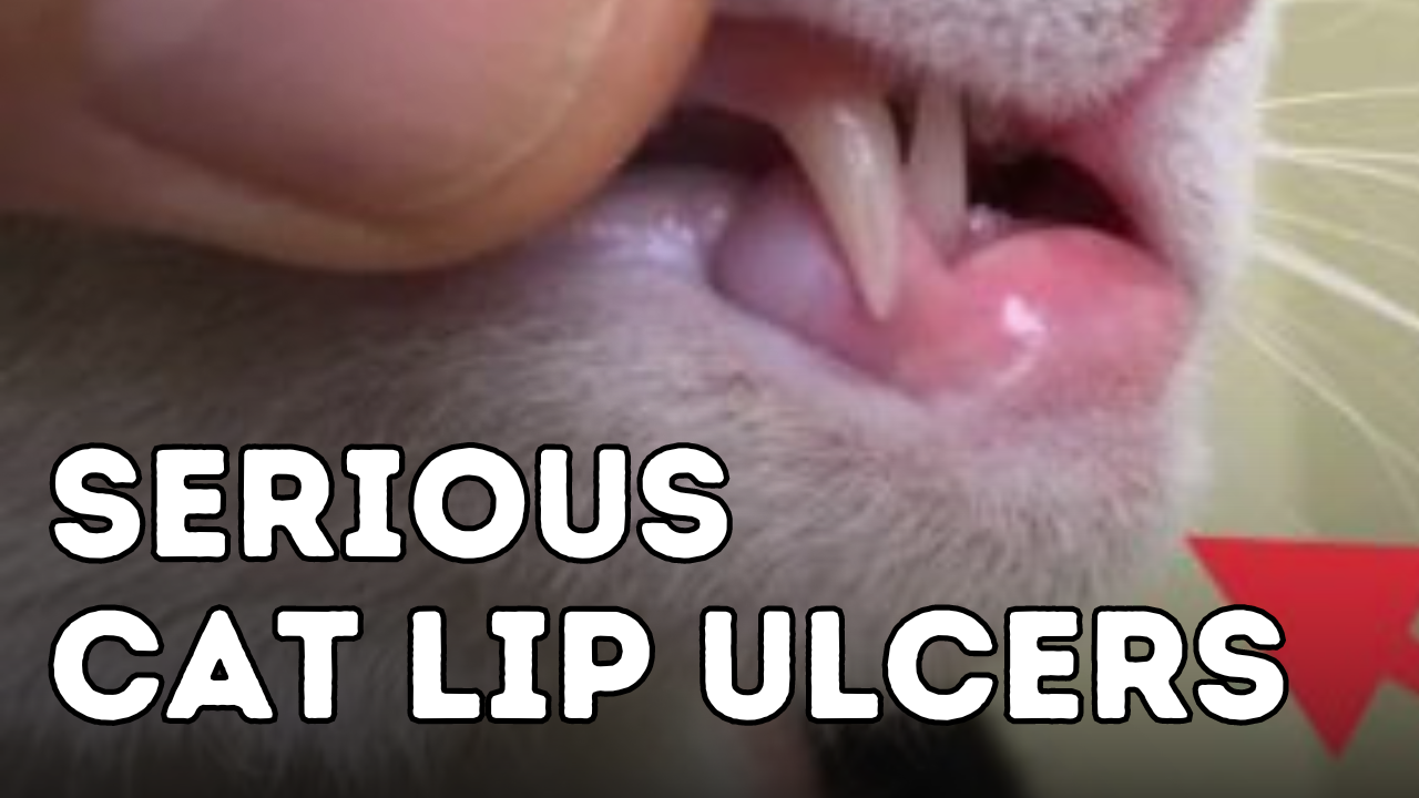 Cat lip ulcer home remedy best sale