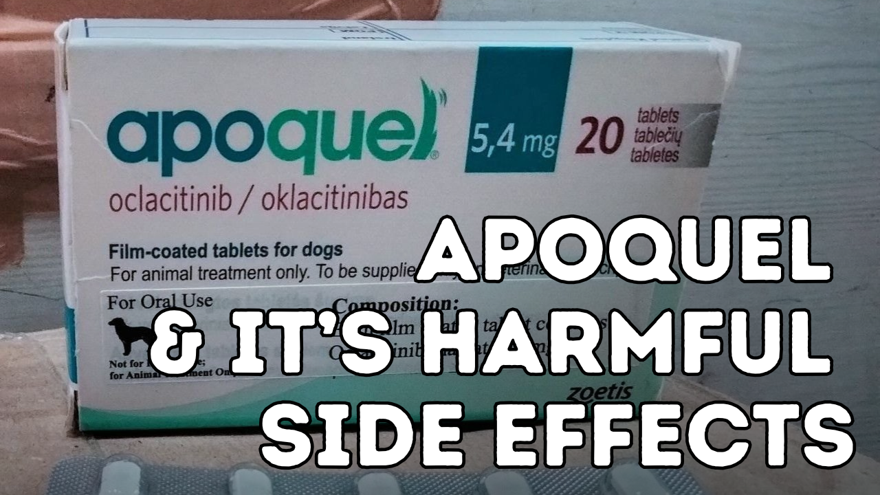 Apoquel Side Effects in Dogs What Every Dog Owner Should Know