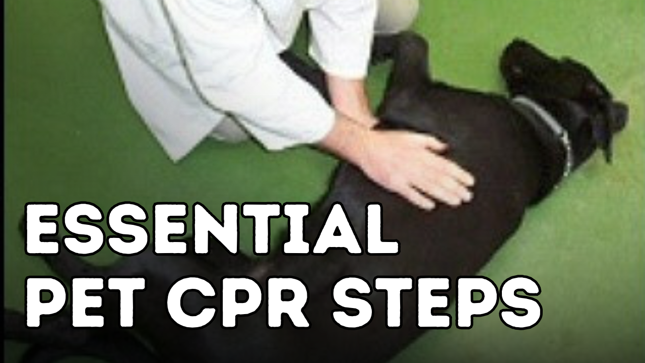 Could You Save Your Dog’s Life? Essential CPR Steps Every Pet Parent Should Know