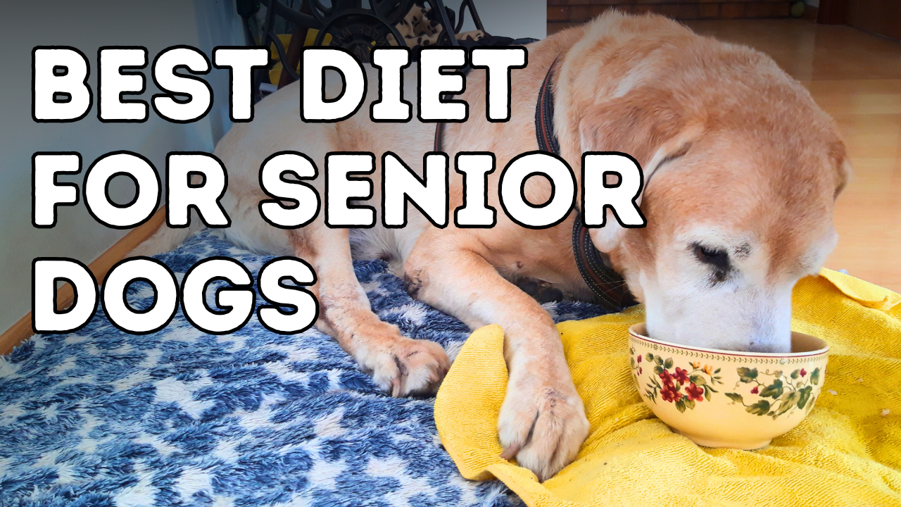 Best Diet for Senior Dogs: Foods That Fight Arthritis, Blindness, and More