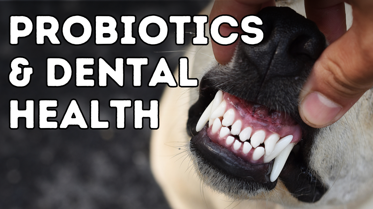 How Probiotics Can Transform Your Pet’s Dental Health