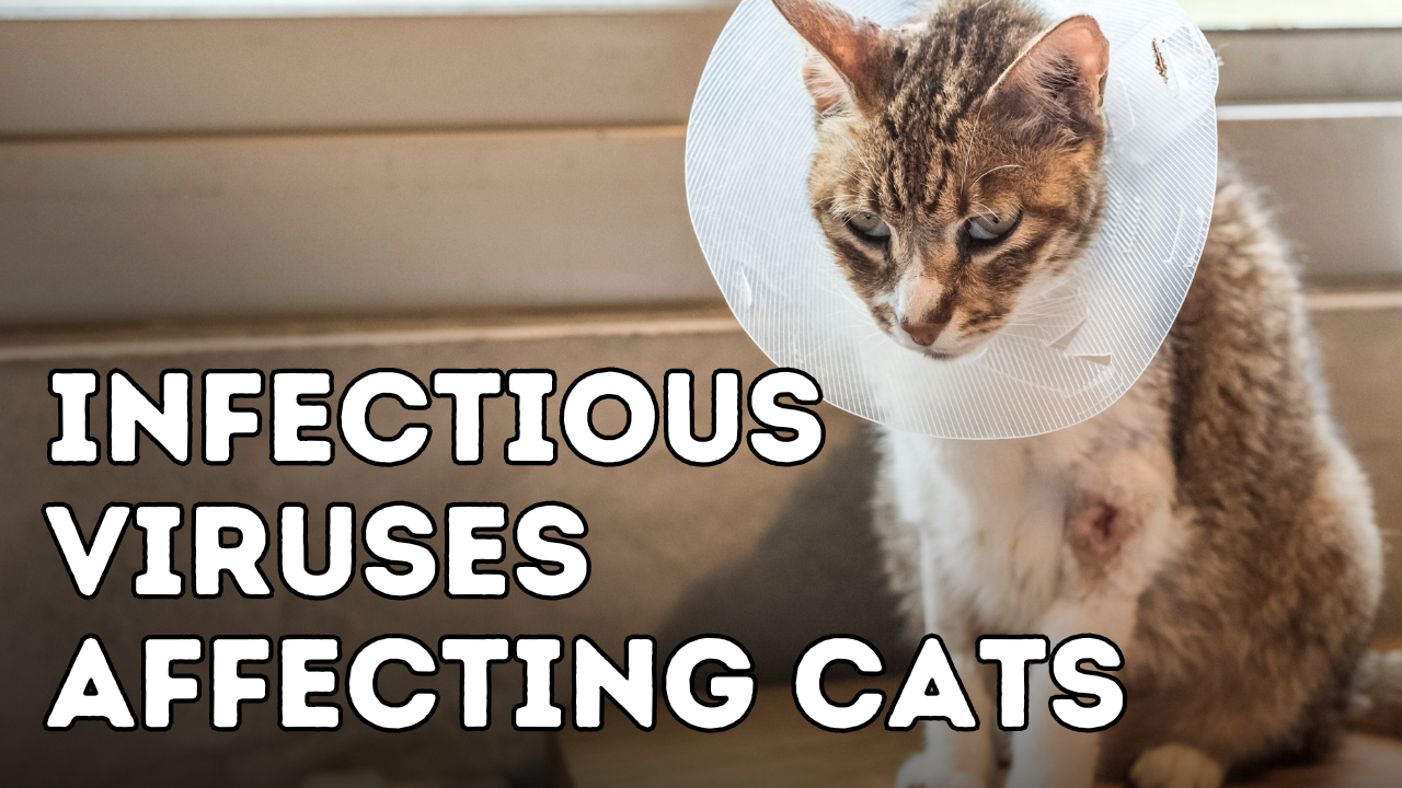 Holistic Approaches to Combat Infectious Viruses in Cats