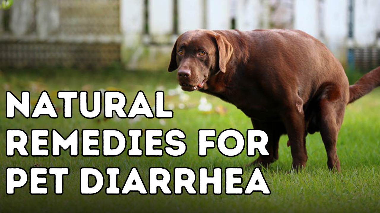 Struggling with Pet Diarrhea? Here’s How Natural Remedies Can Help