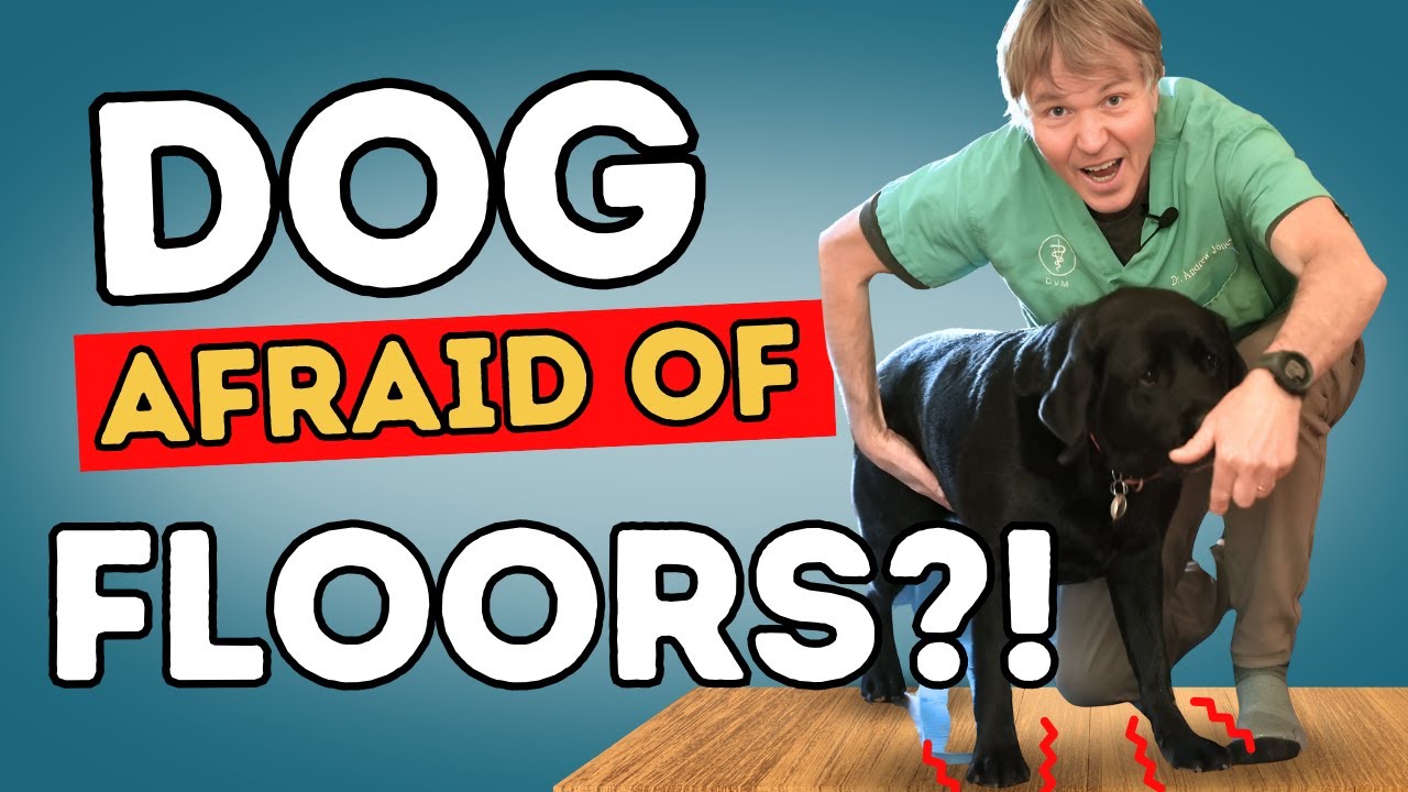 Dog Anxiety Remedy: Is Your Dog Terrified of Walking on Hardwood Floors? Try This Now!