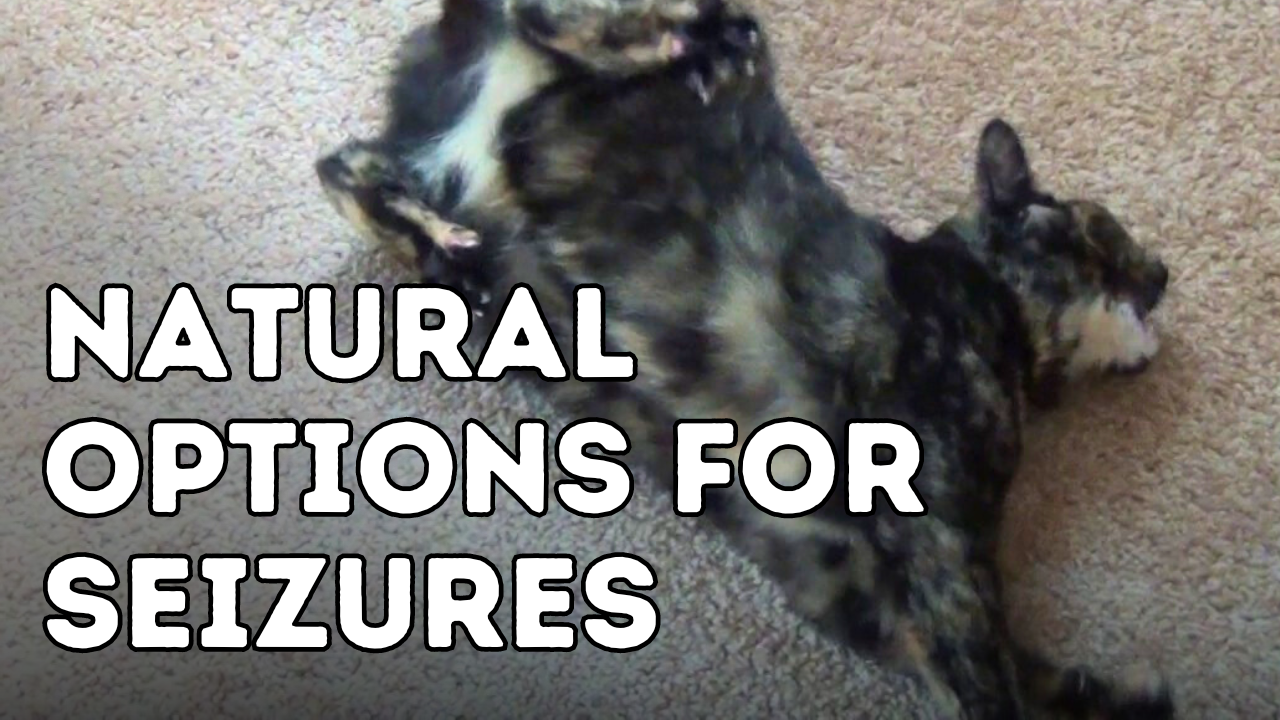 Natural Remedies for Seizures in Dogs and Cats: What Actually Works