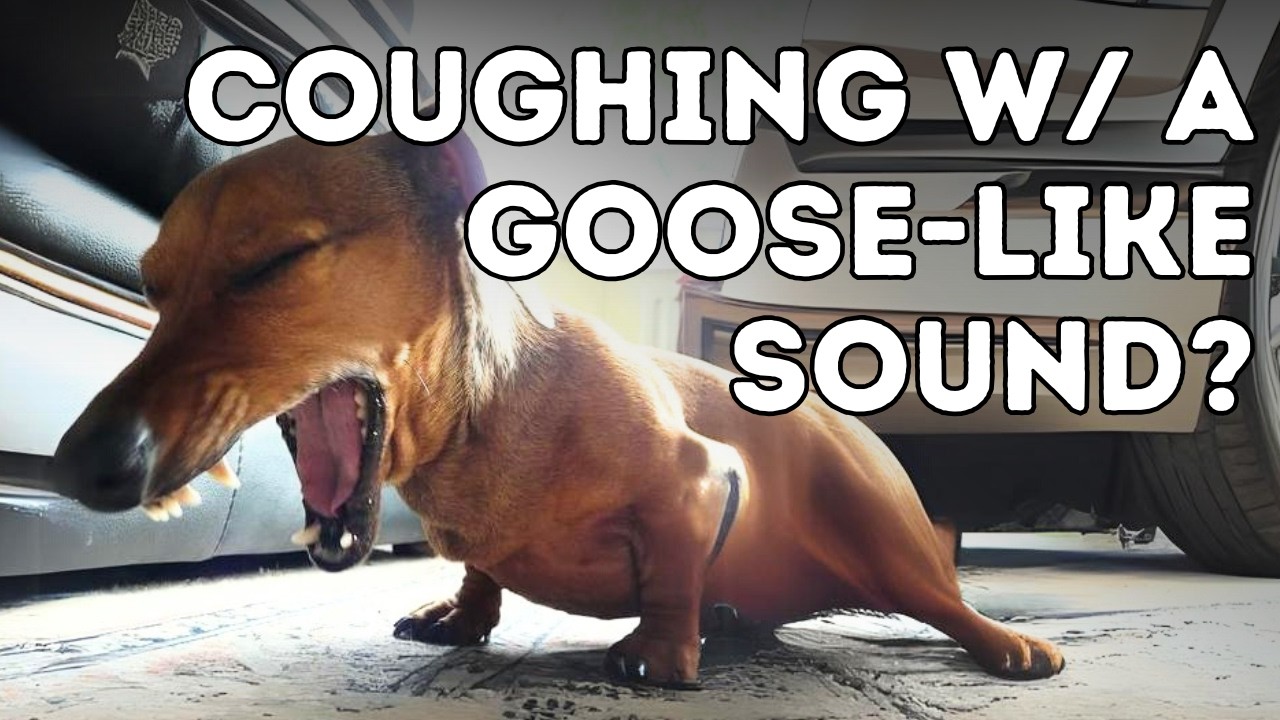 Why Is Your Dog Coughing Like He’s Choking? Tracheal Collapse & Updated Holistic Remedies!