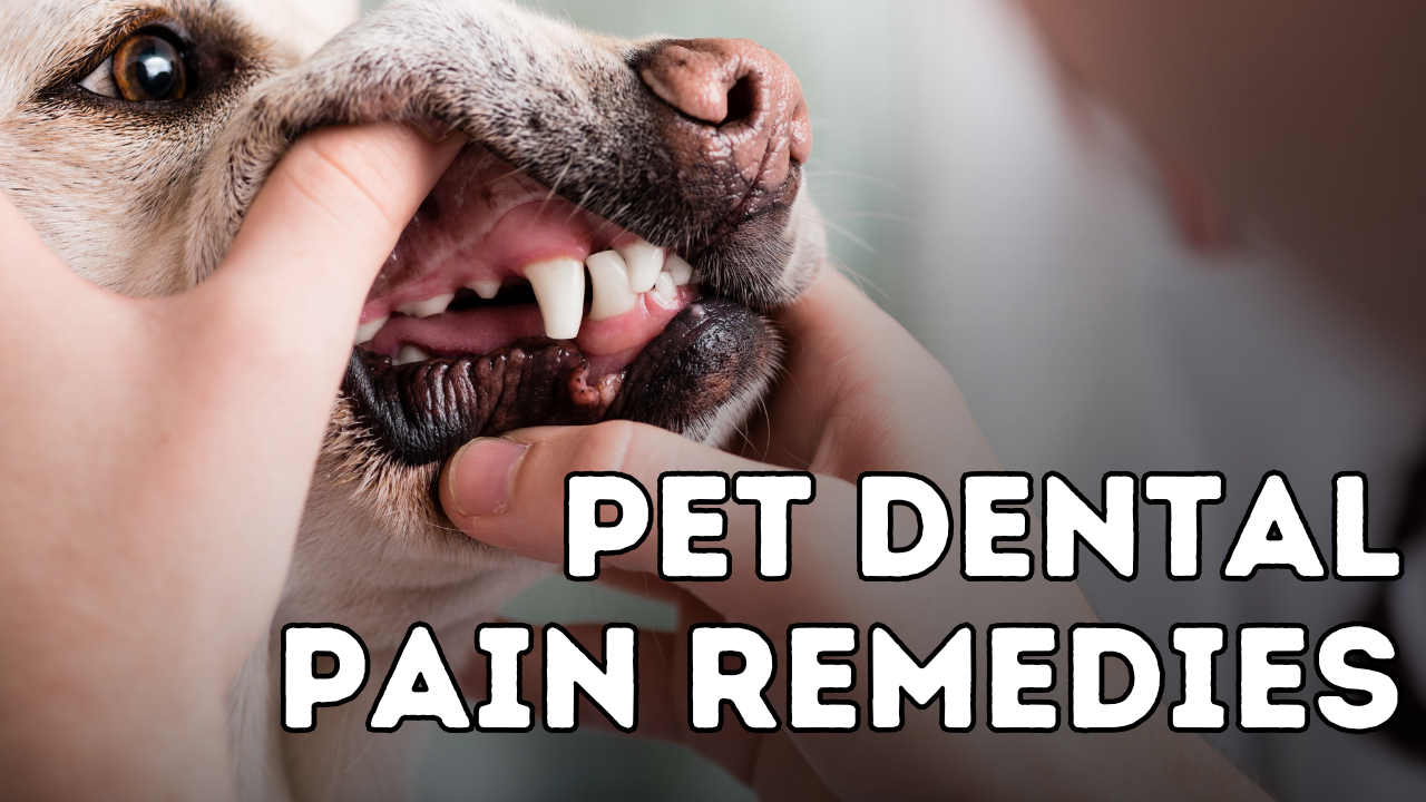 Tula’s mouth hurts: Pet Dental Pain: Signs, Causes, and Remedies You Need to Know