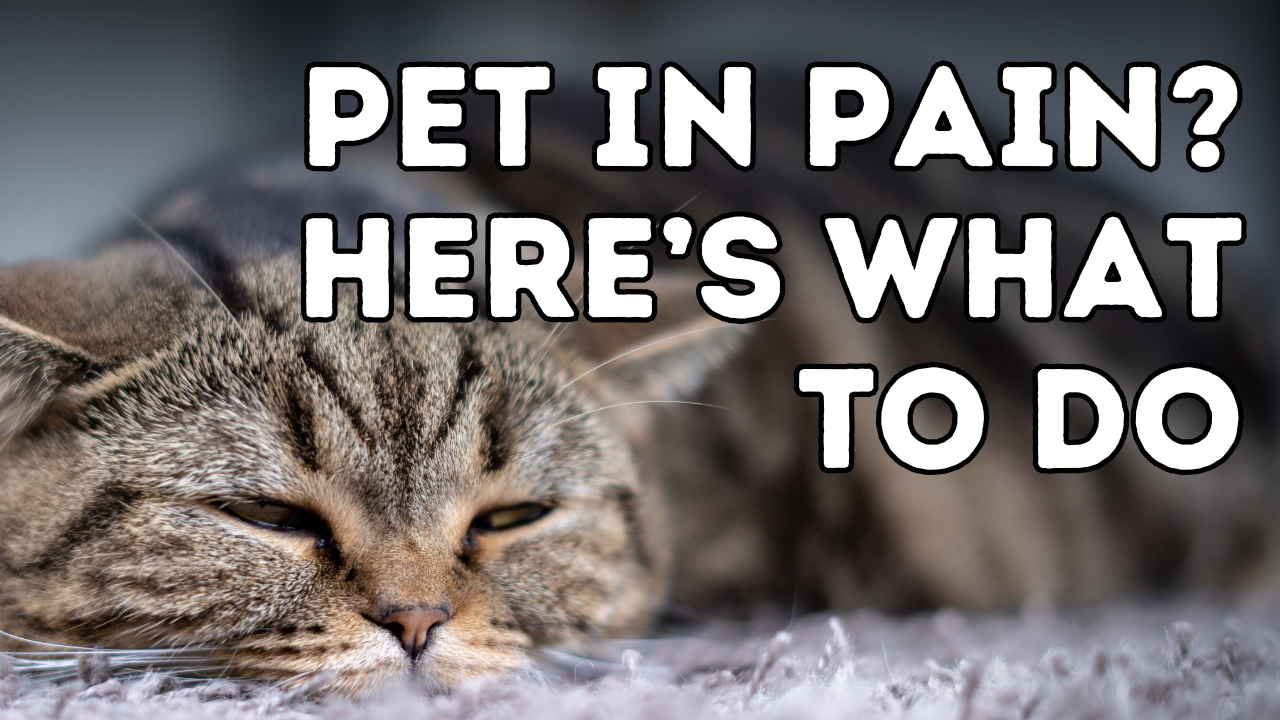 Signs of a Pet in Pain: Top 10 Signs Your Pet May Be in Pain and How to Help