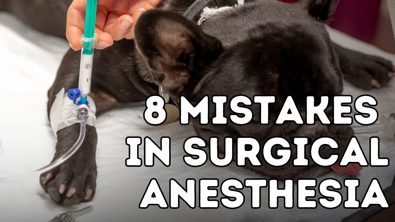 Are You Aware of These 8 Mistakes Your Vet Might Be Making in Anesthesia?