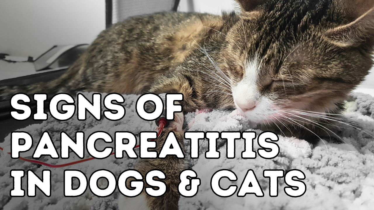 Top Signs of Pancreatitis in Dogs and Cats You Shouldn’t Ignore