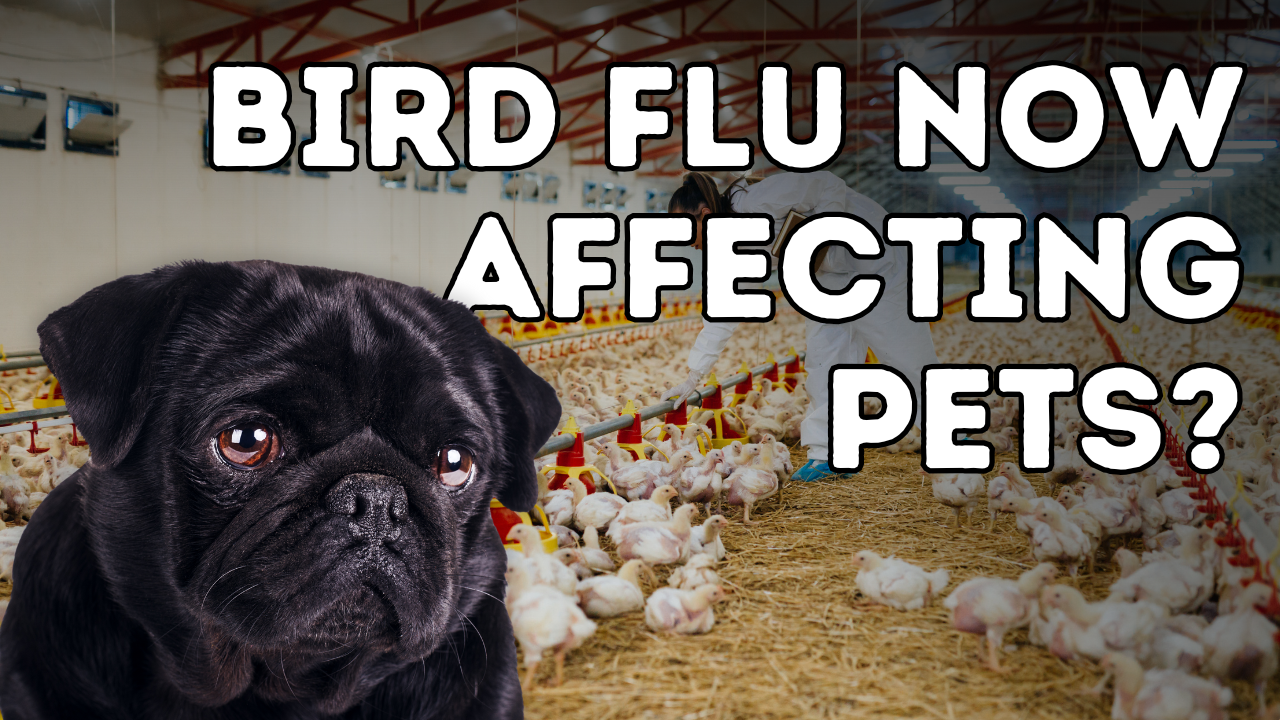 Bird Flu now affecting pets?