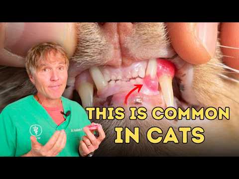 How to Treat Stomatitis in Cats: Natural Remedies for Gum Relief