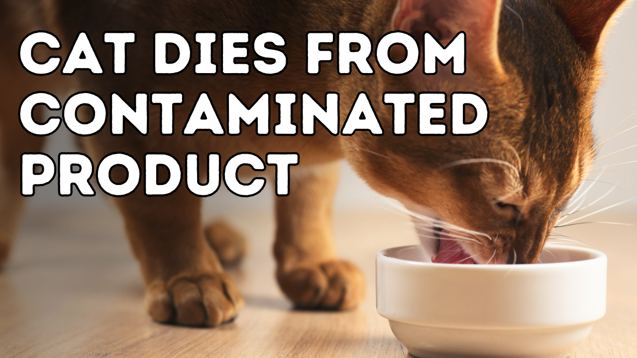 Pet Food Recall: Oregon Cat Dies from Contaminated Product Tested Positive for Bird Flu