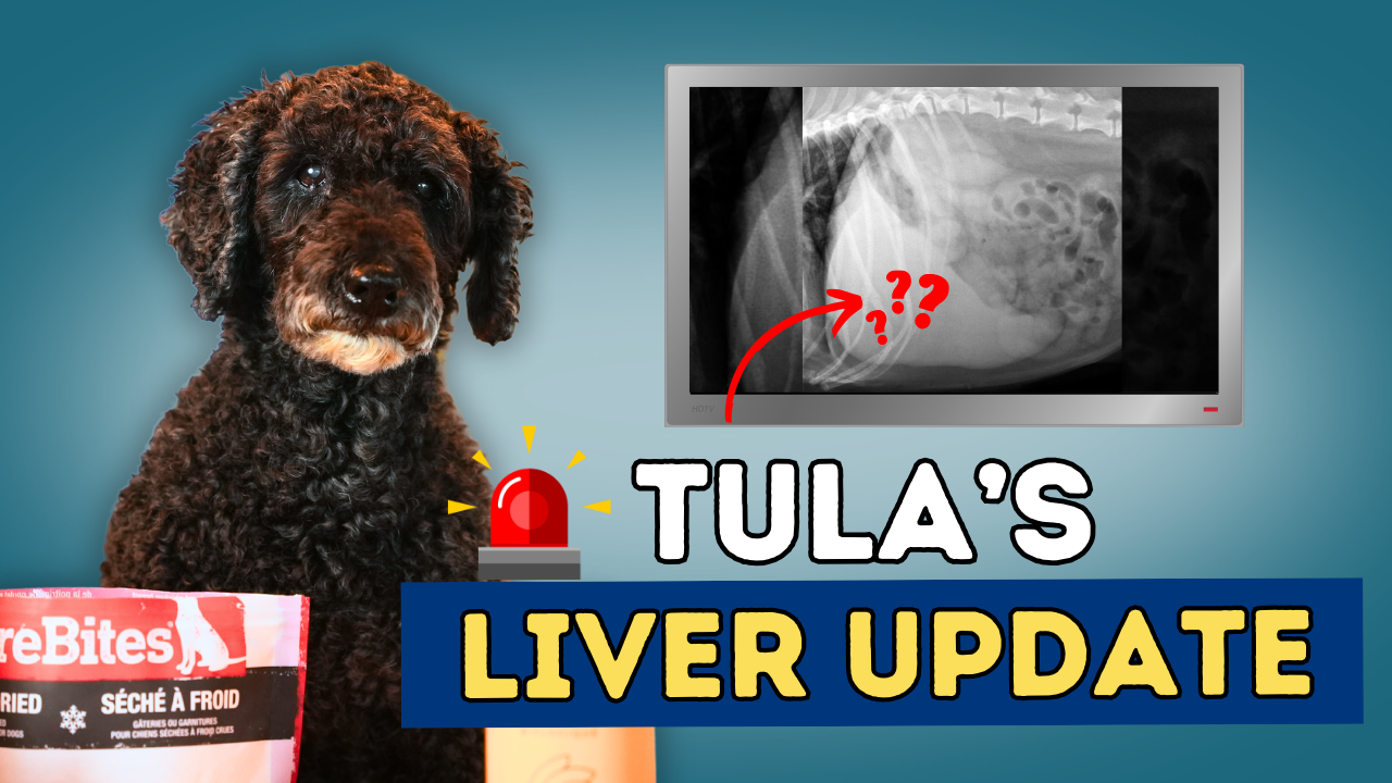 Veterinarian Warns: Dog Treats Causing Liver Damage! | Tula’s Shocking Liver Diagnosis