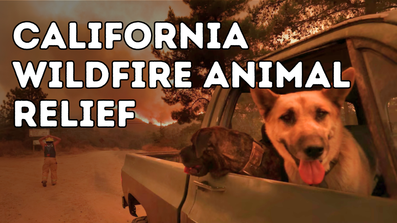 How to Support Wildlife and Animals Affected by California Wildfires