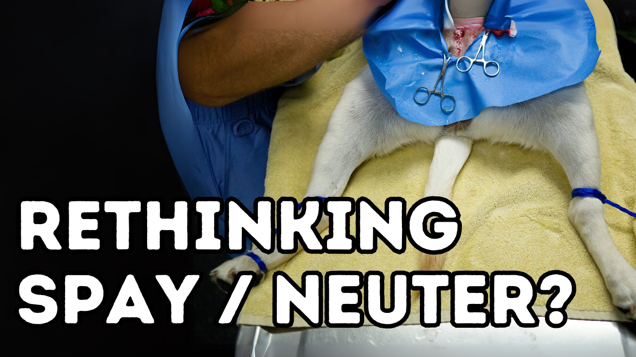 To Snip or Not to Snip? What Vets Wish You Knew Before Spaying or Neutering Your Pet